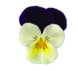 Viola cornuta F1 Admire White Purple Wing
