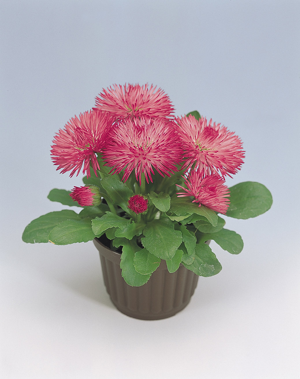 Bellis perennis Roggli Rosa