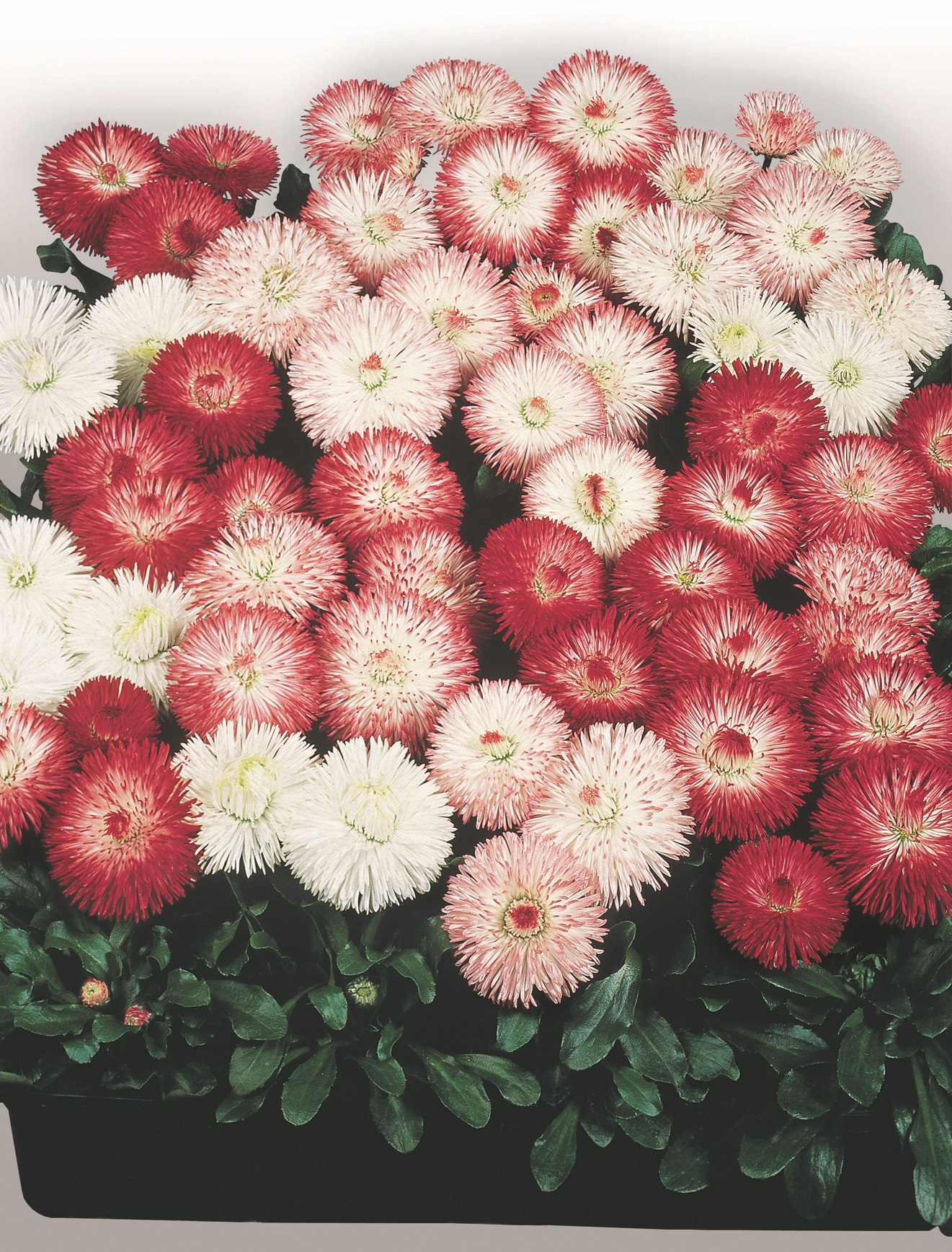 Bellis perennis Habanera Mischung