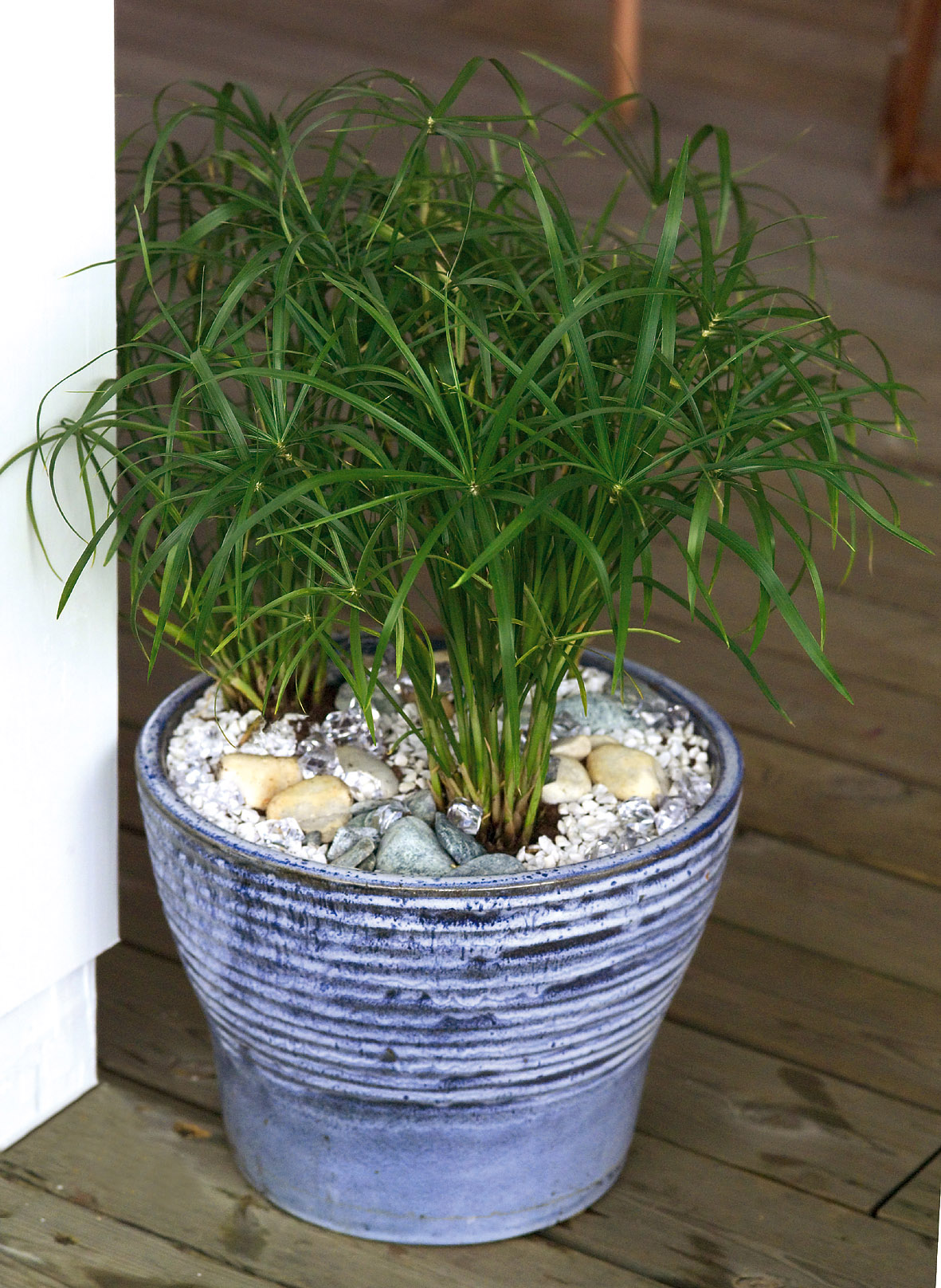 Cyperus alternifolius Zypern