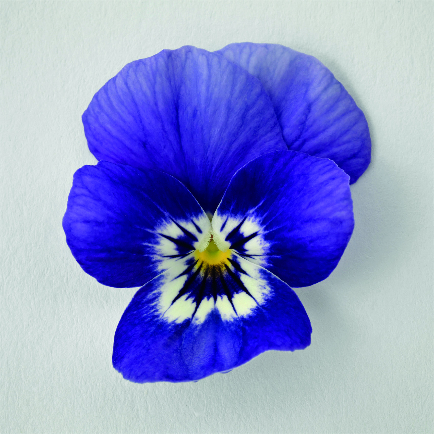 Viola cornuta F1 Admire Deep Marina