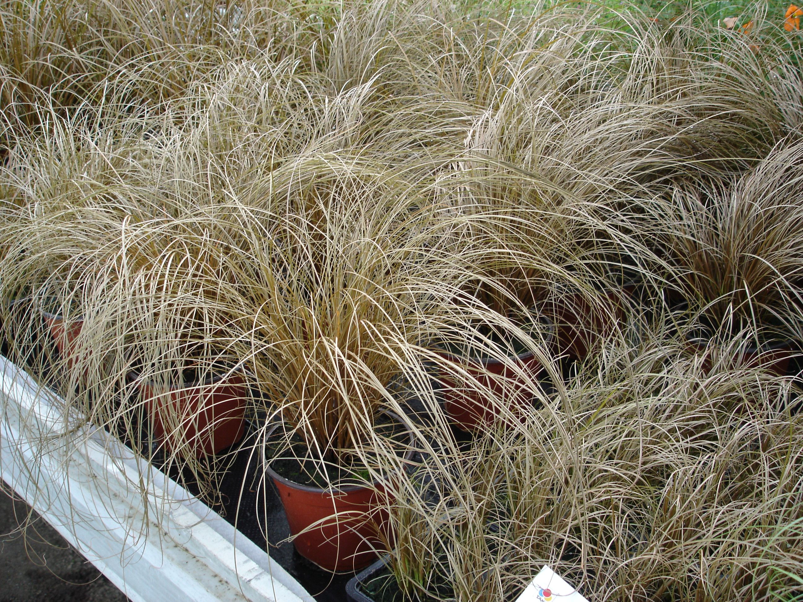 Carex comans Bronce Curls