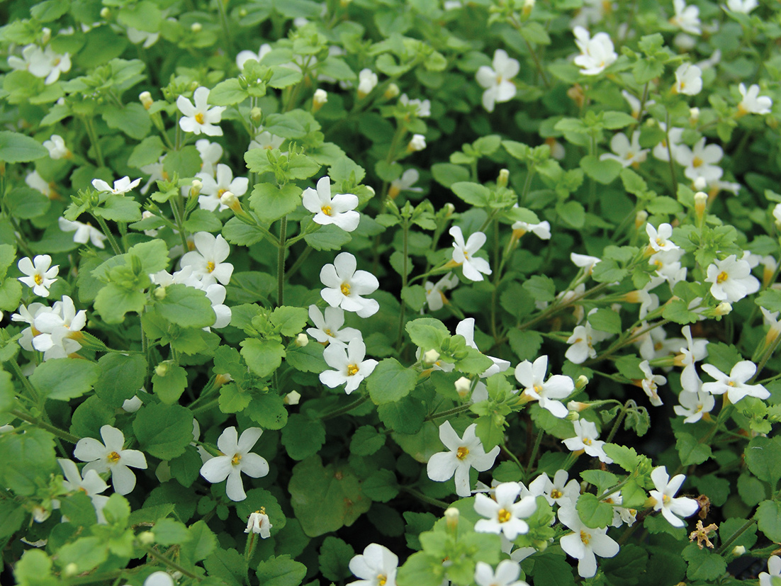 Bacopa Snowflake