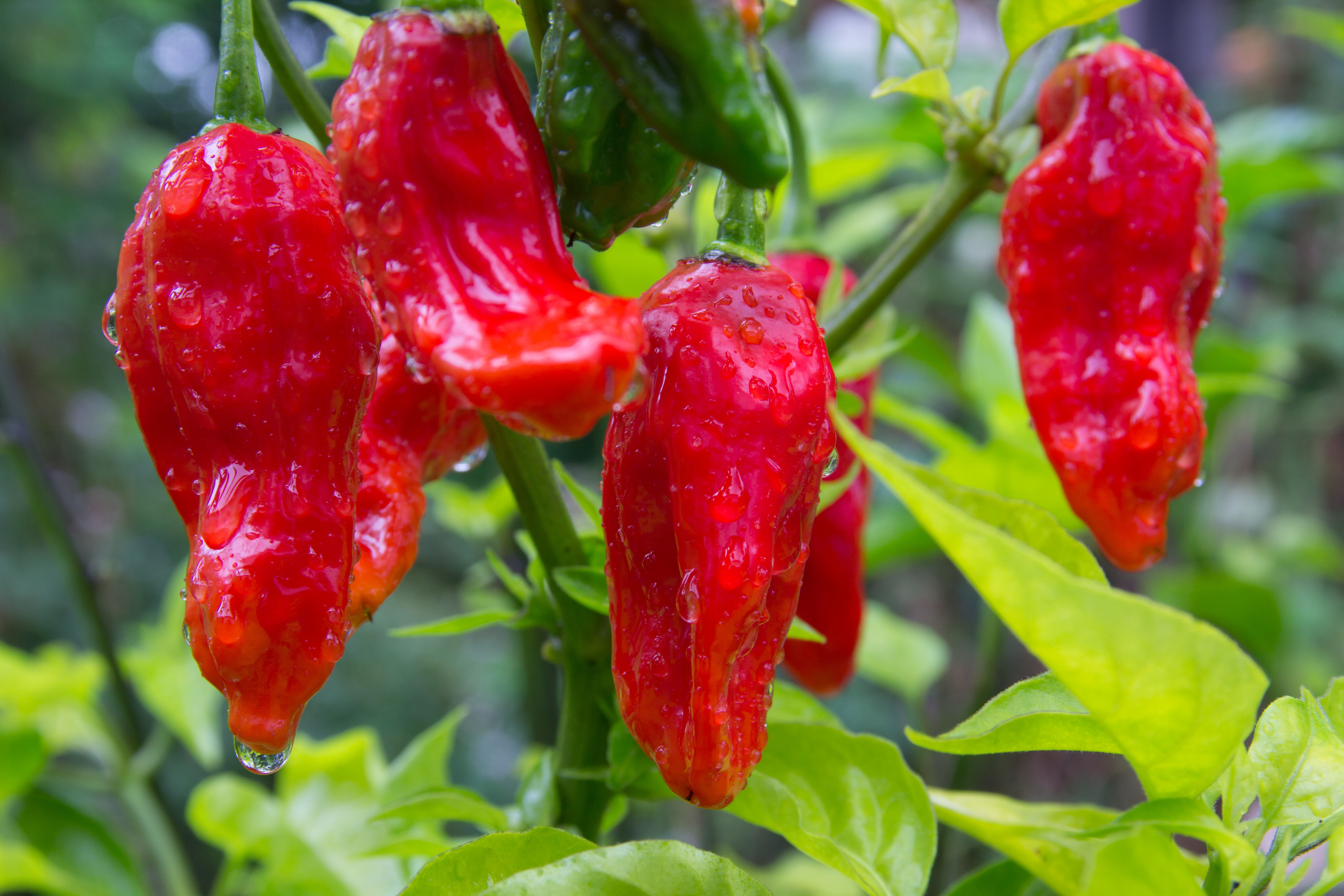 Capsicum Peperoni Bhut Jolokia Red