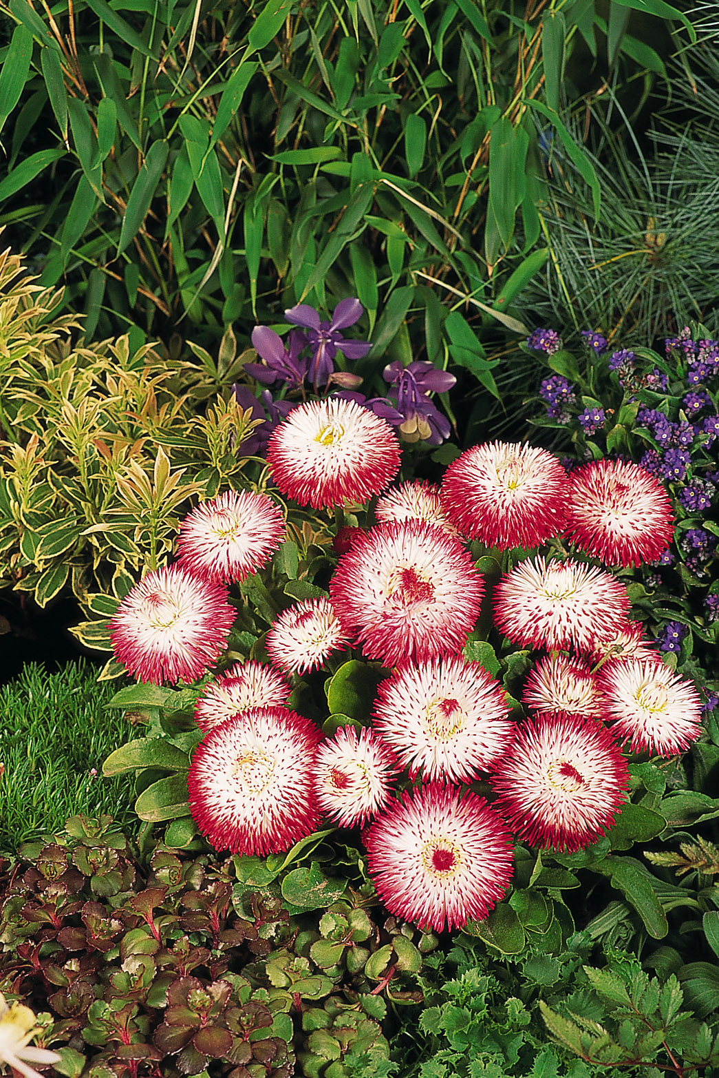 Bellis perennis Habanara Weiß mit roten Spitzen