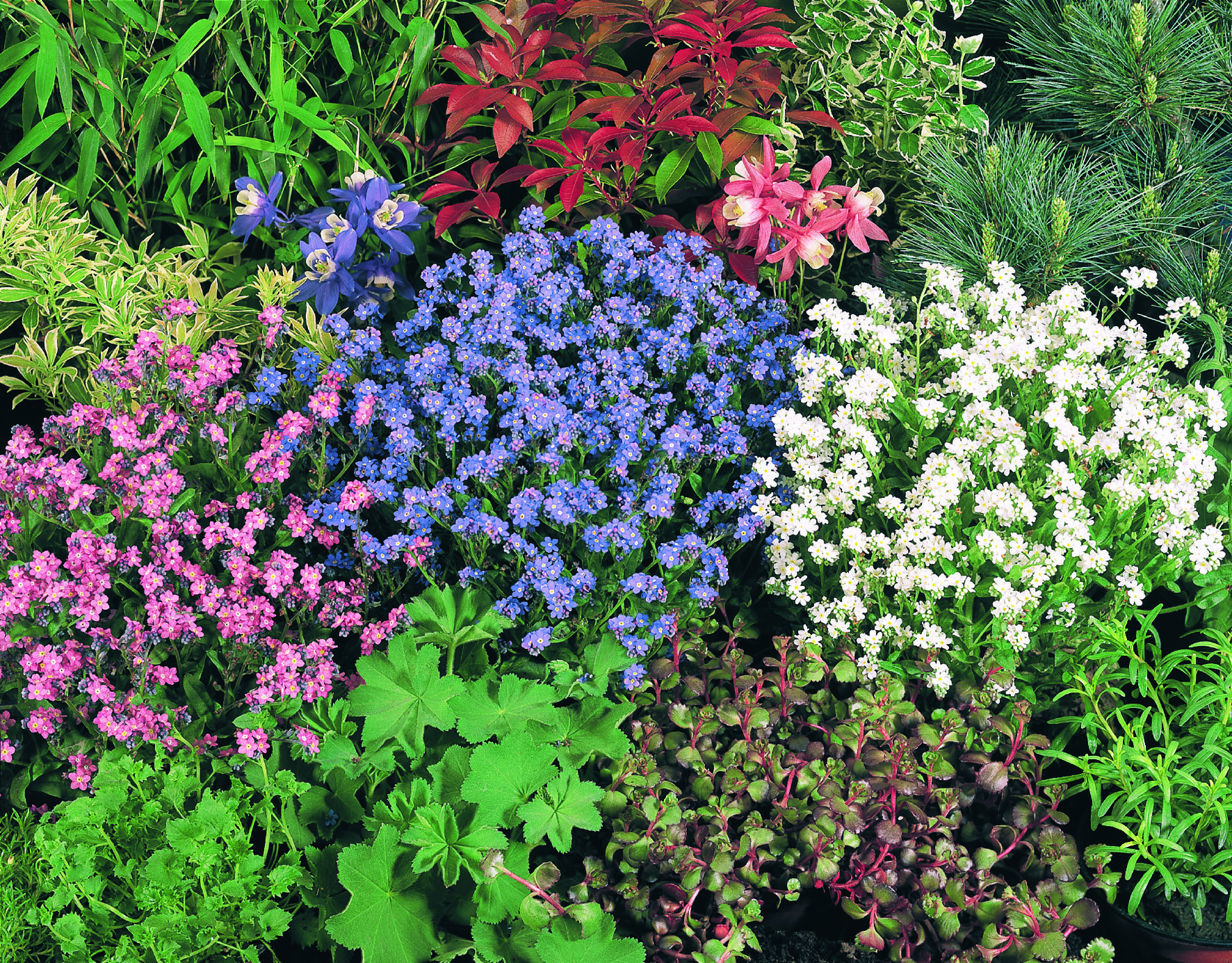 Myosotis sylvatica Sylva Mix