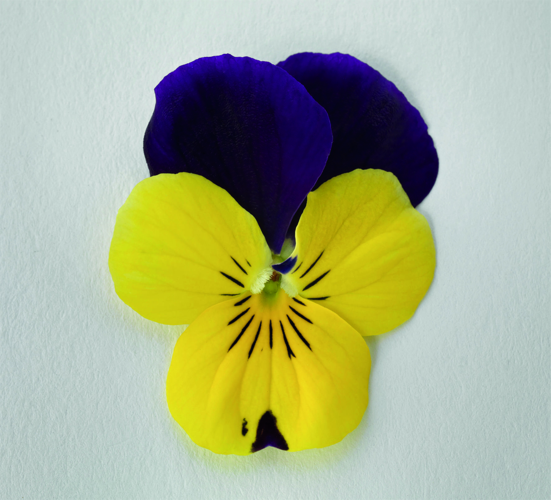 Viola cornuta F1 Admire Yellow Purple Wing