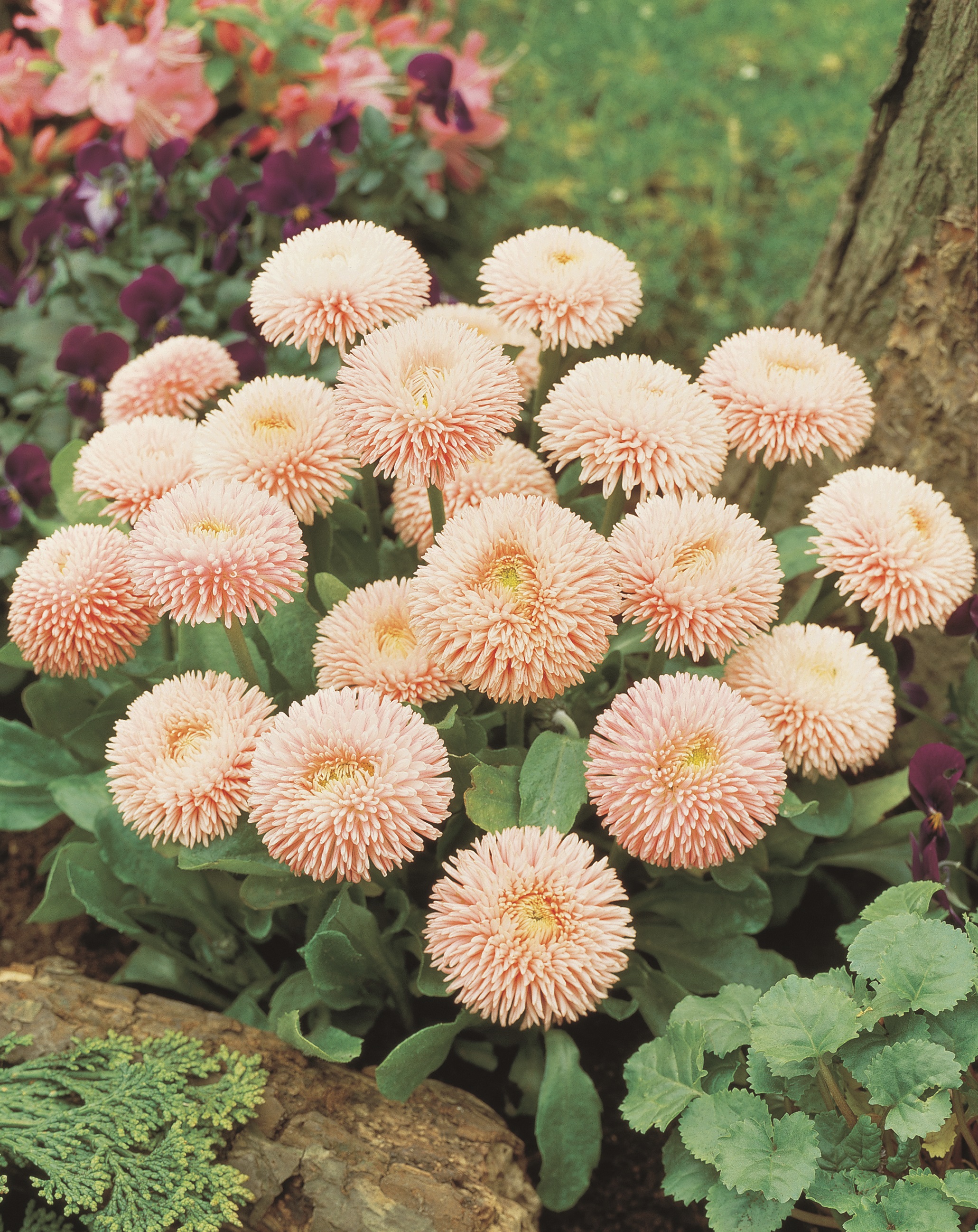 Bellis perennis Robella