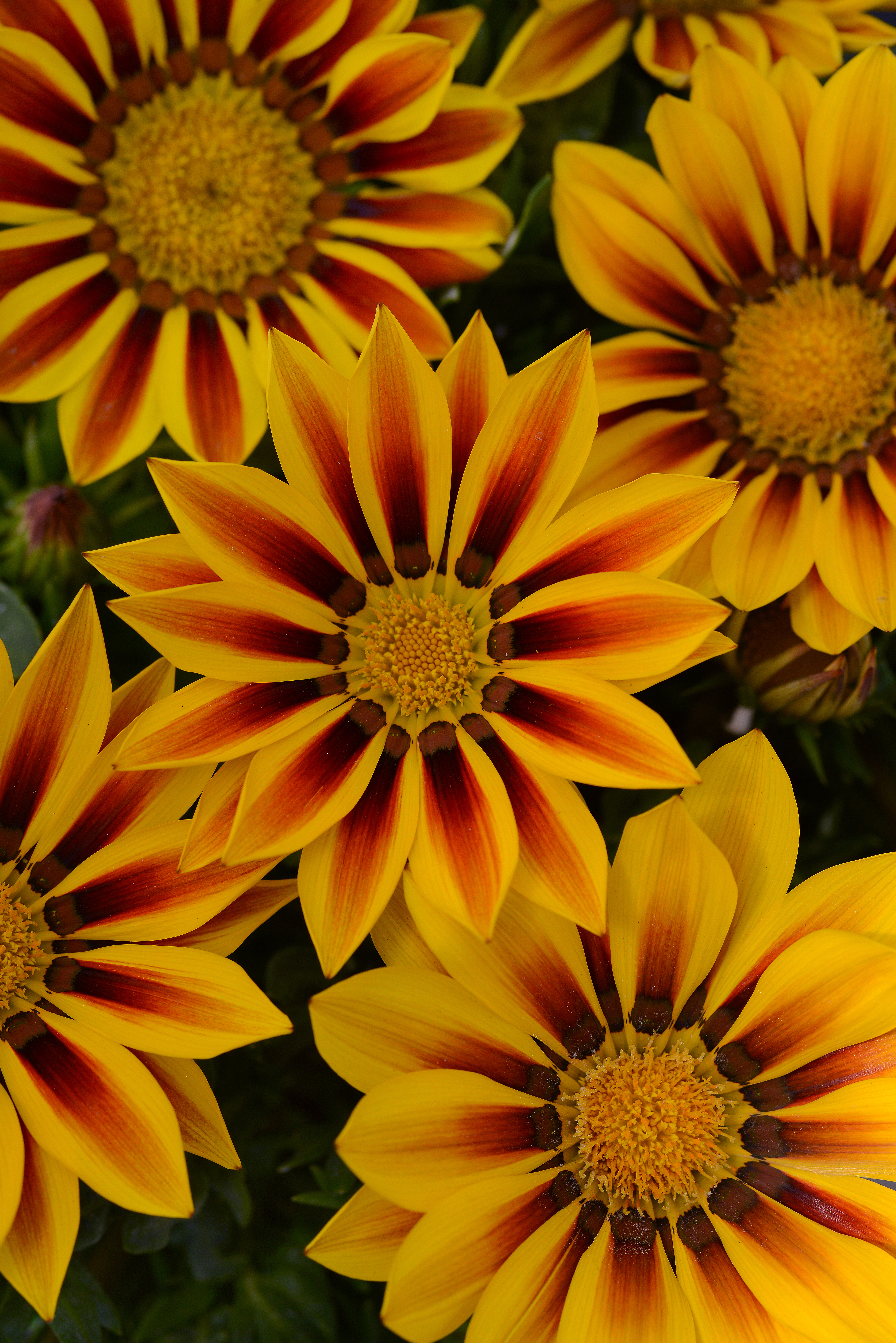 Gazania rigens F1 New Day Red Stripes