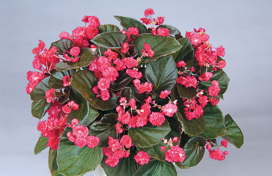 Begonia Doublet Red