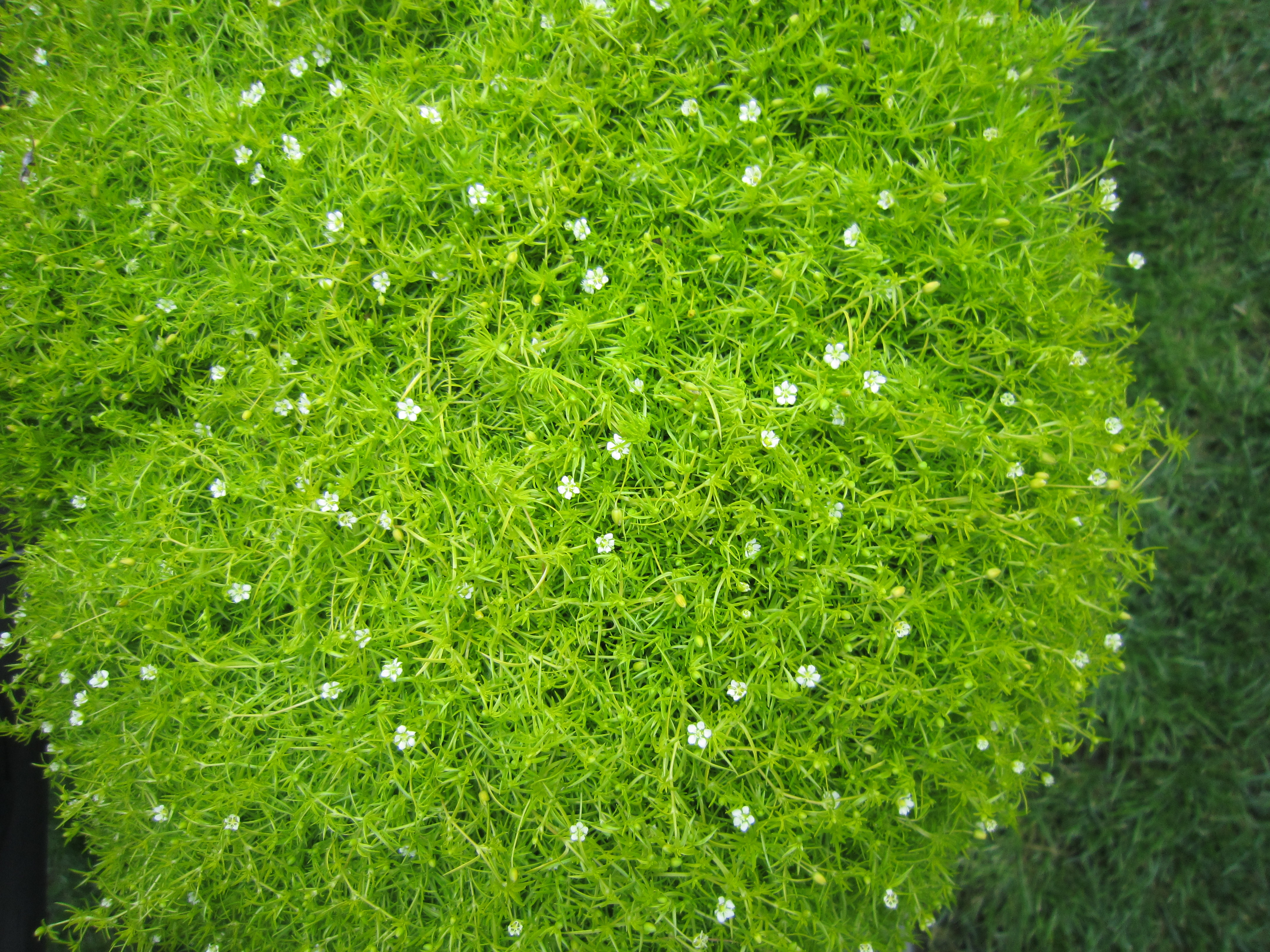 Sagina subulata Lime (Steckling)