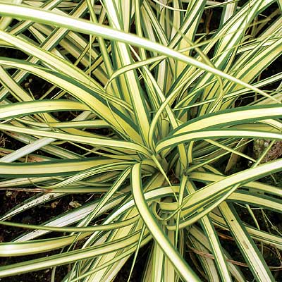 Carex hachijoensis Evergold