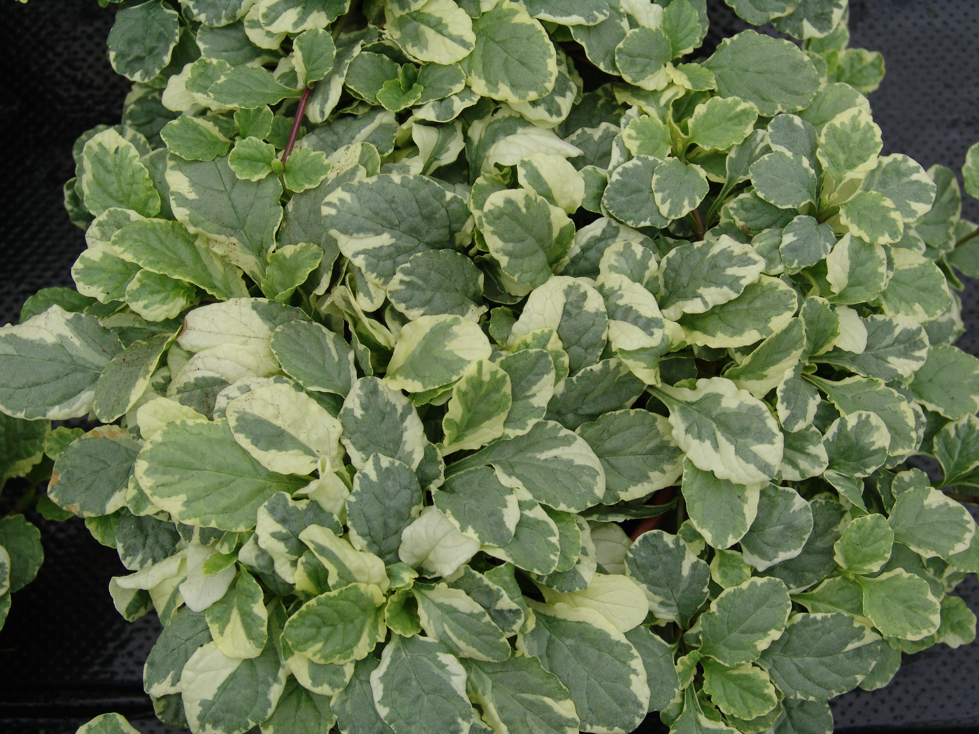 Ajuga reptans Variegata weiß-hellgrün panaschiert