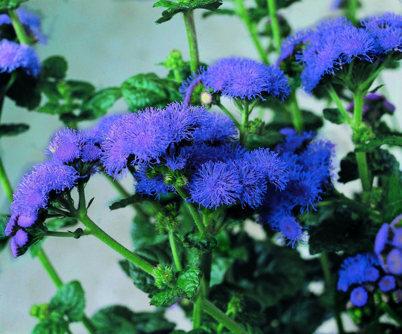 Ageratum houstonianum F1 Blue Horizon