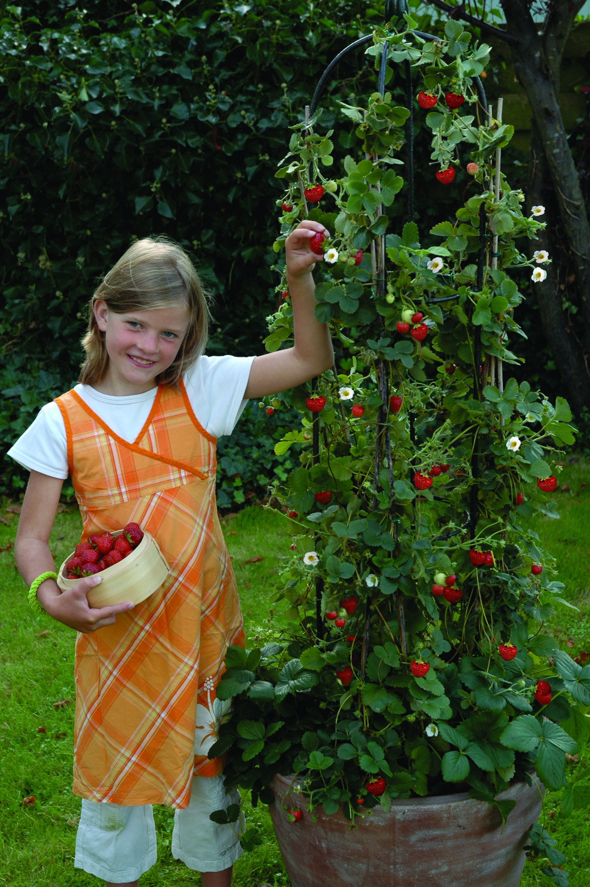 Erdbeere Kletterbeere Hummi (Fragaria)