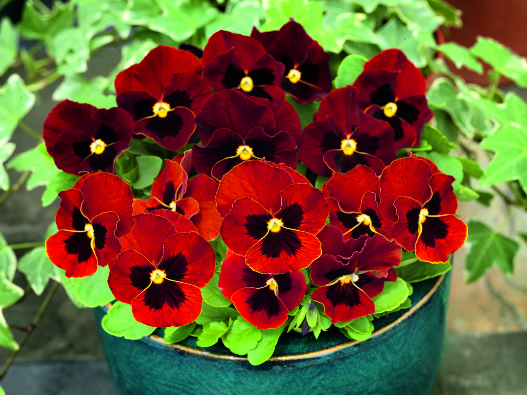Viola cornuta F1 Admire Rot