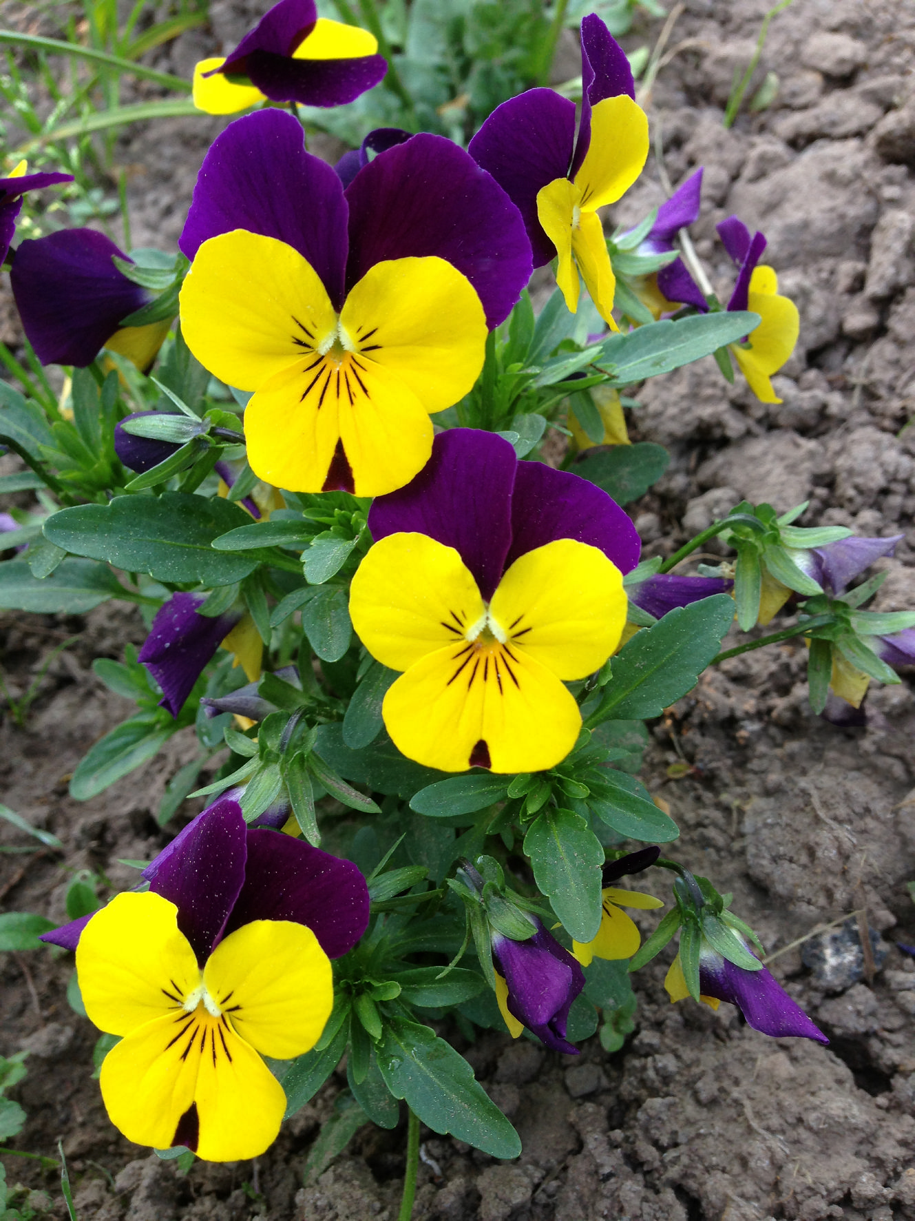 Viola cornuta F1 Admire Yellow Purple Wing