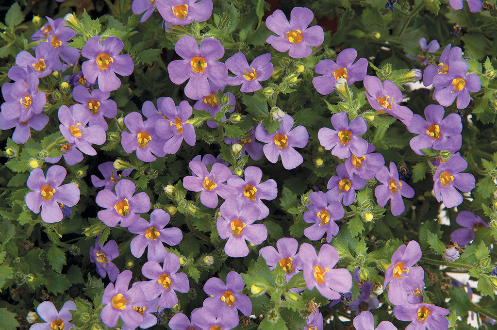 Bacopa Gulliver Blue