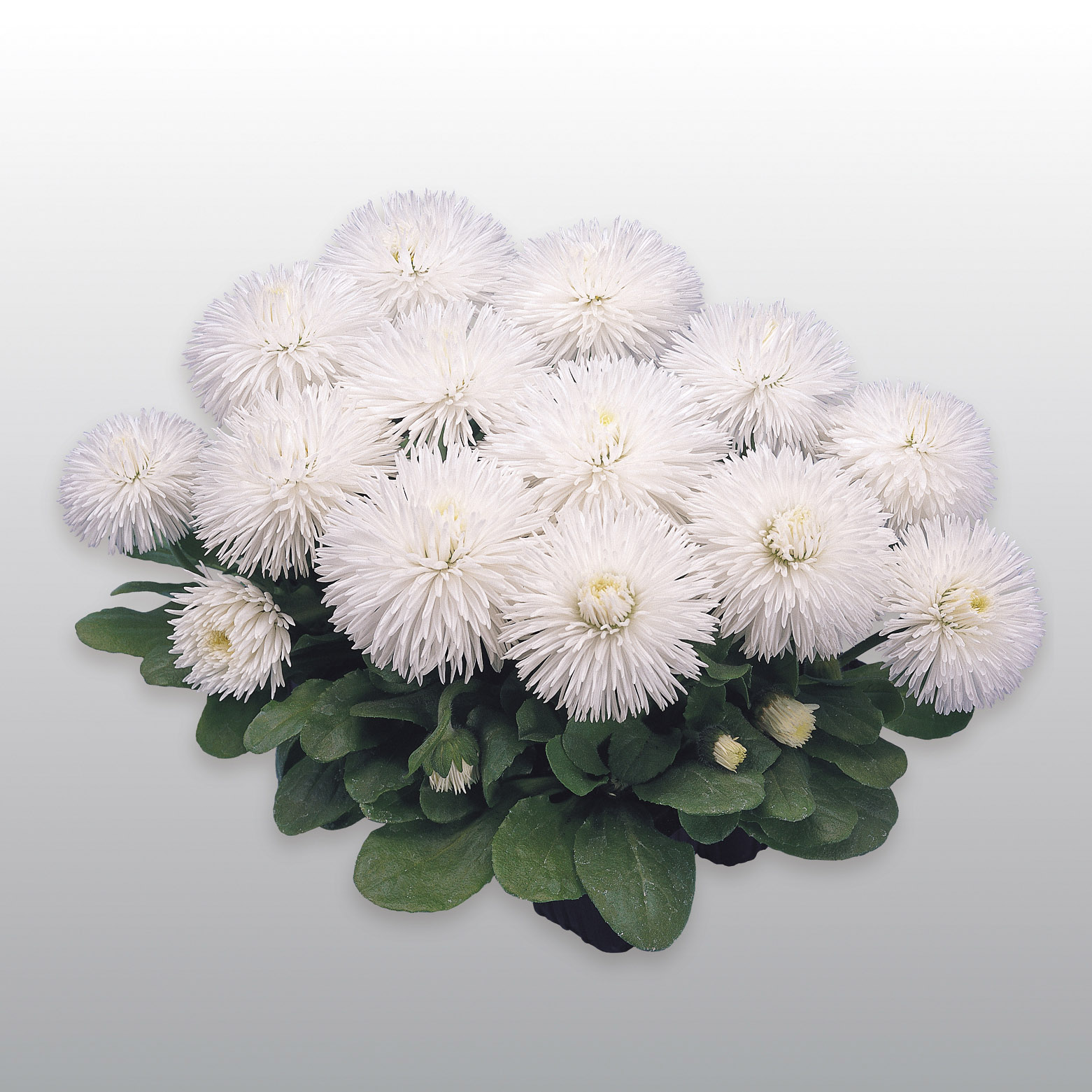 Bellis perennis Habanera Weiß