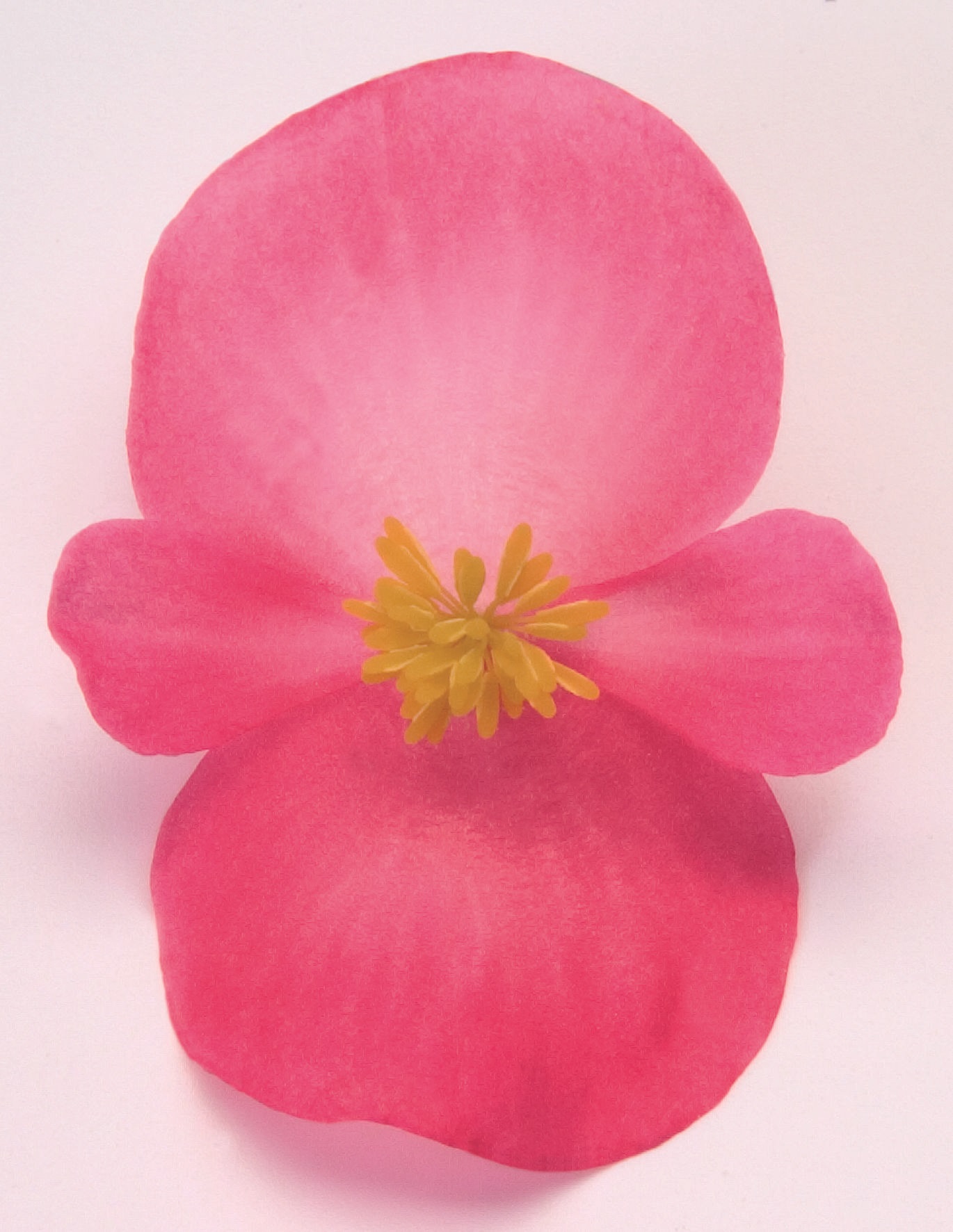 Begonia semperflorens F1 Nightlife Dunkelrosa