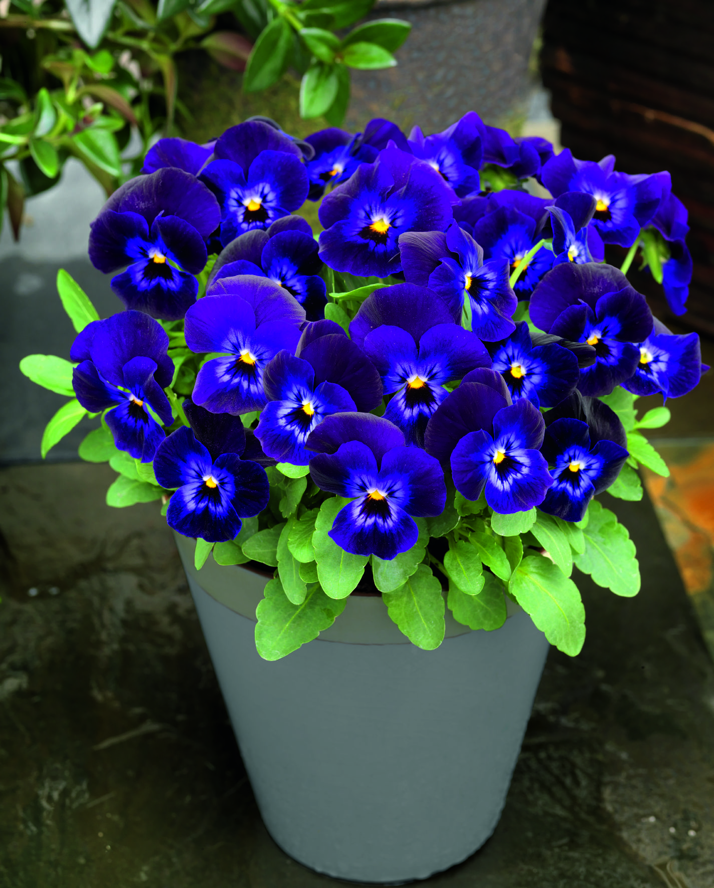 Viola cornuta F1 Admire Denim