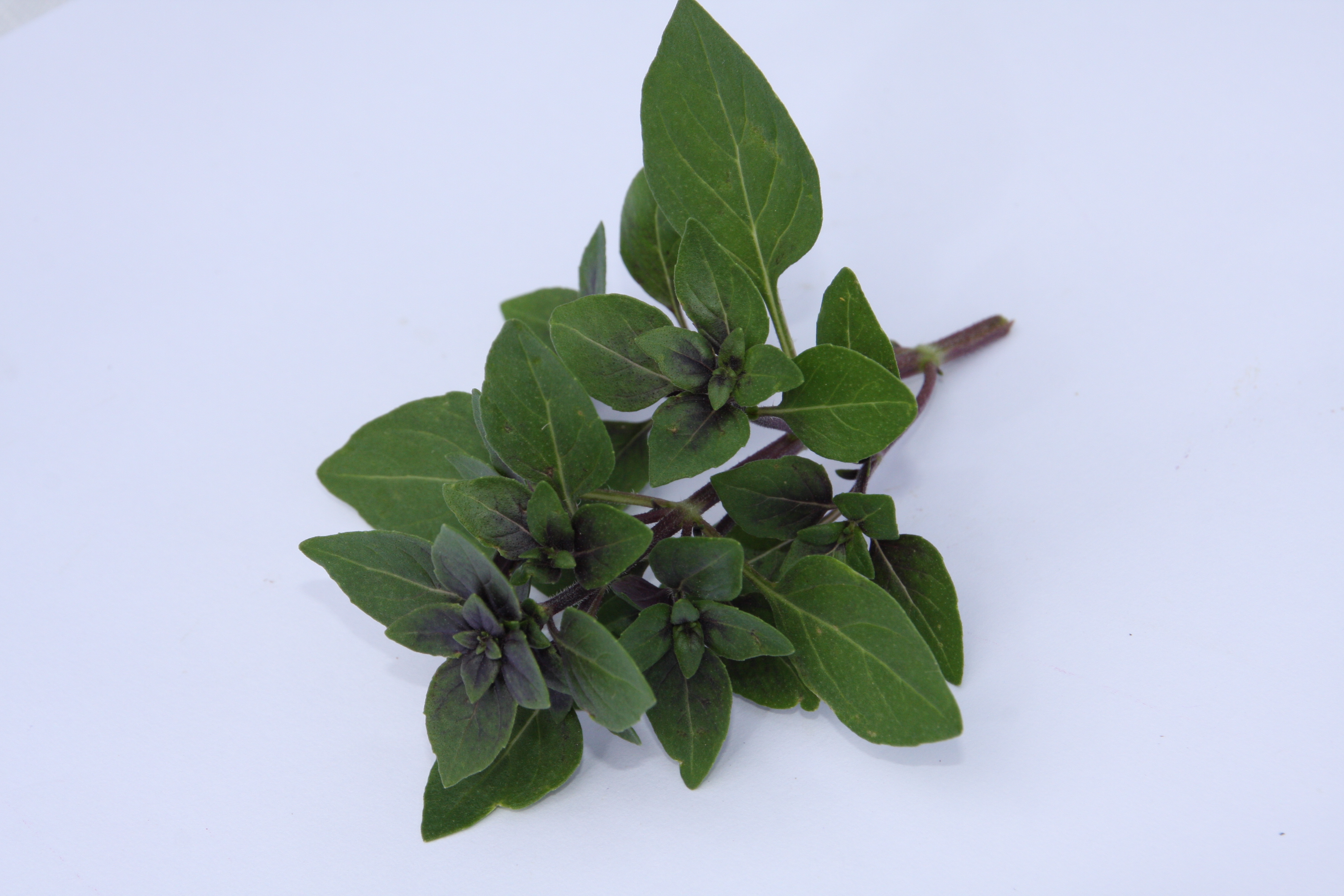 Ocimum basilicum Little Magic (P)