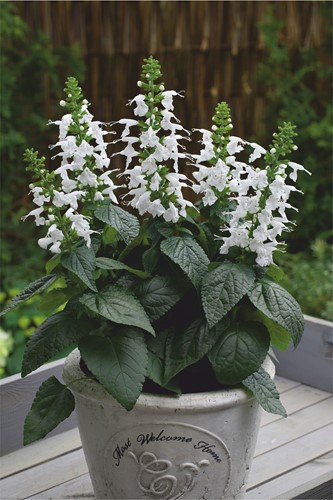 Salvia coccinea Sommer Juwel Weiß