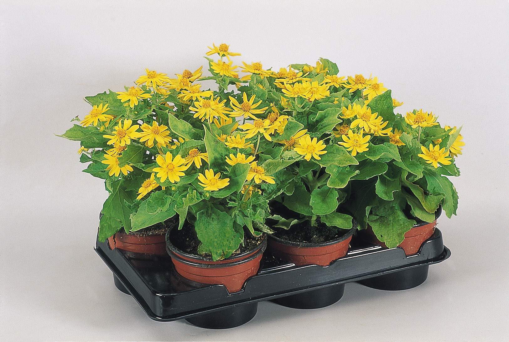 Melampodium paludosum Derby Yellow