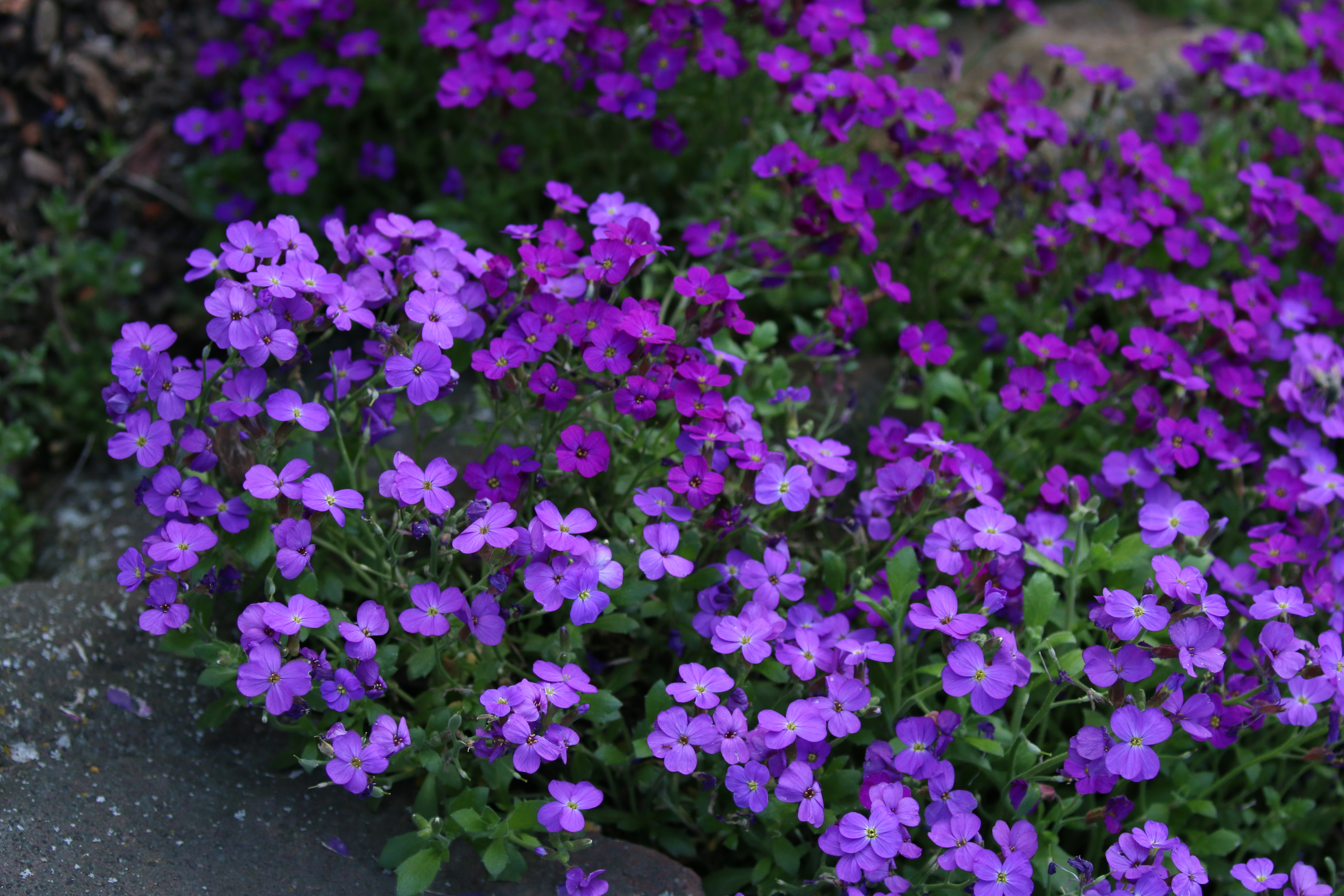 Aubrieta Elitemischung