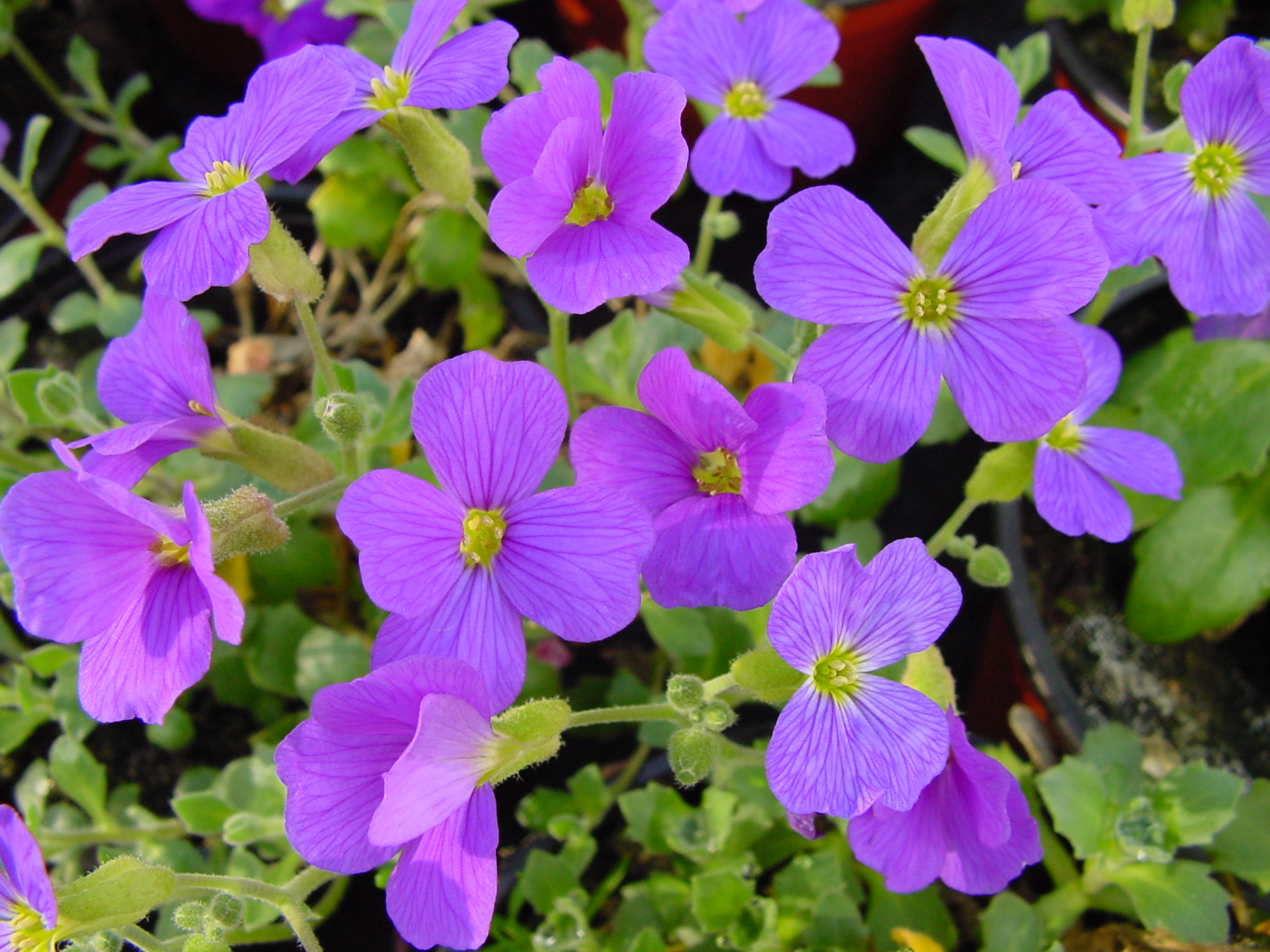 Aubrieta Royal Cascade Blau