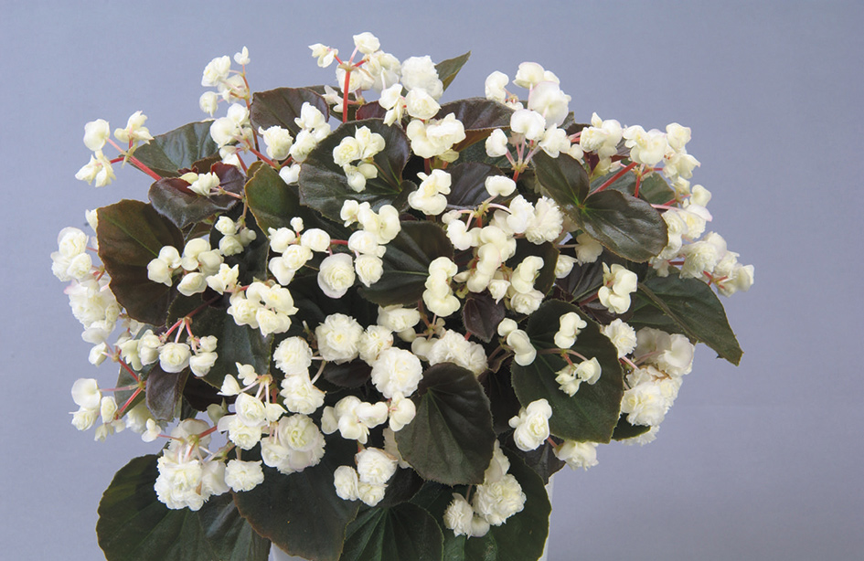 Begonia Doublet White