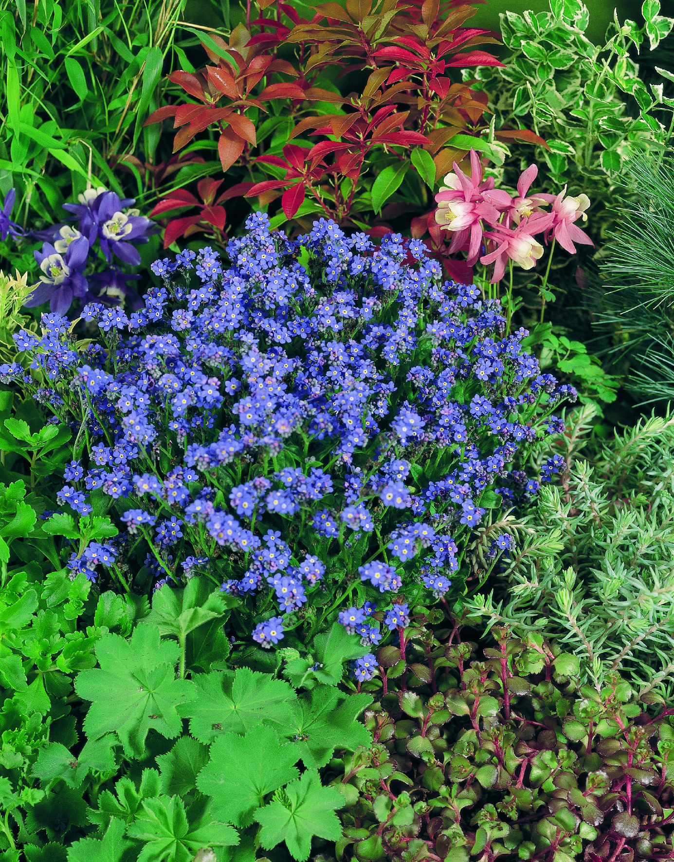 Myosotis sylvatica Sylva Bluesylva