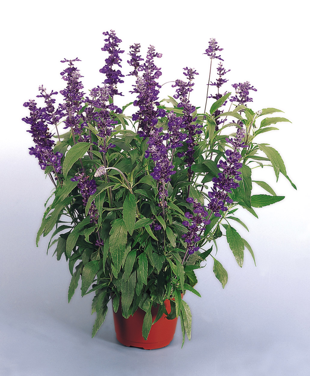 Salvia farinacea Evolution Violet