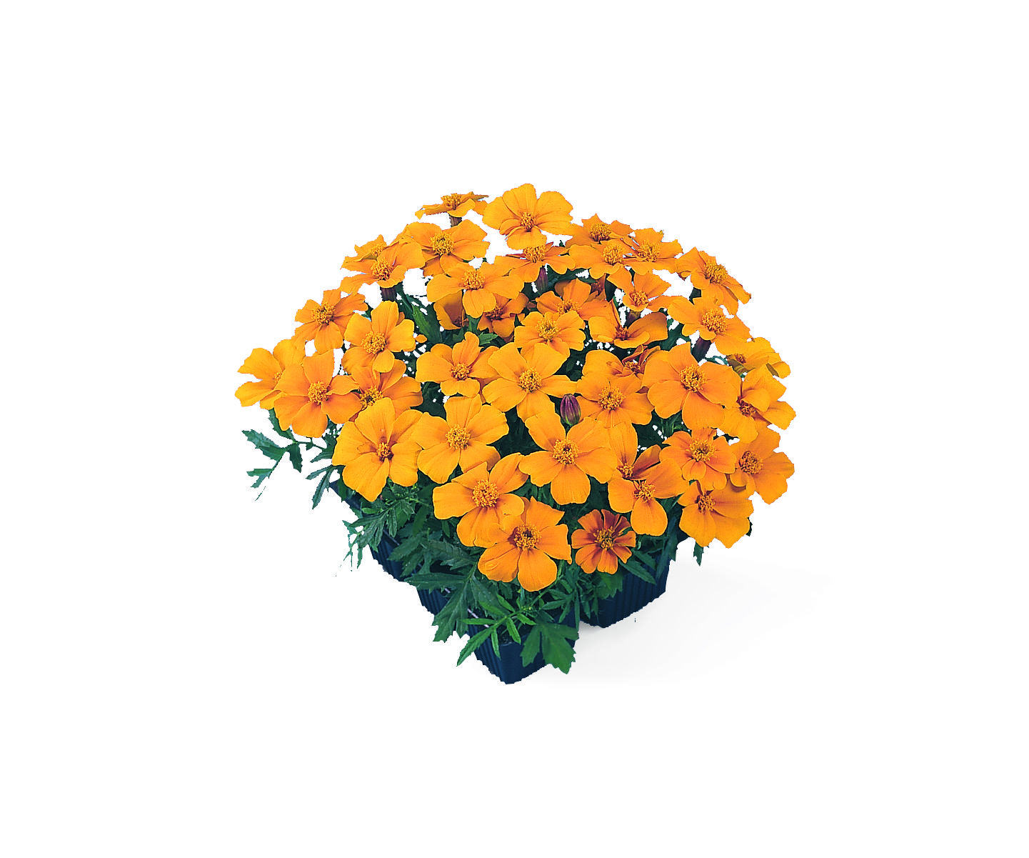 Tagetes patula Disco Orange