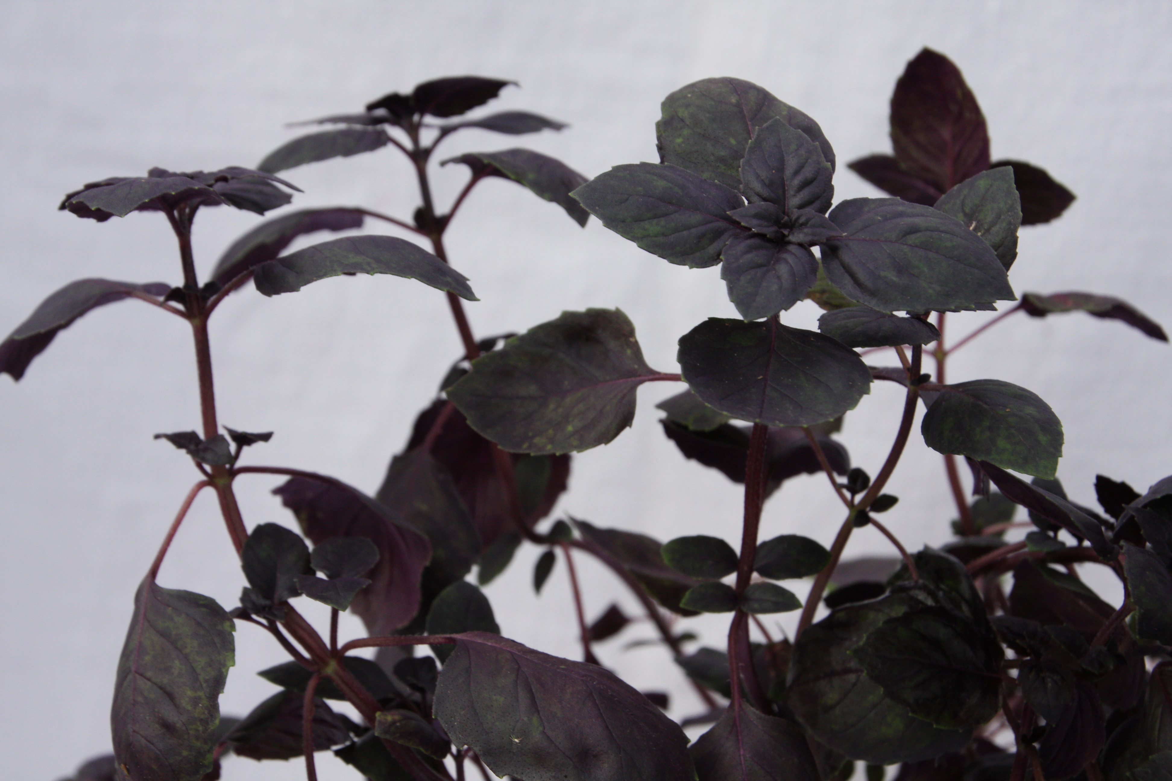 Ocimum basilicum Dark Lady (P)