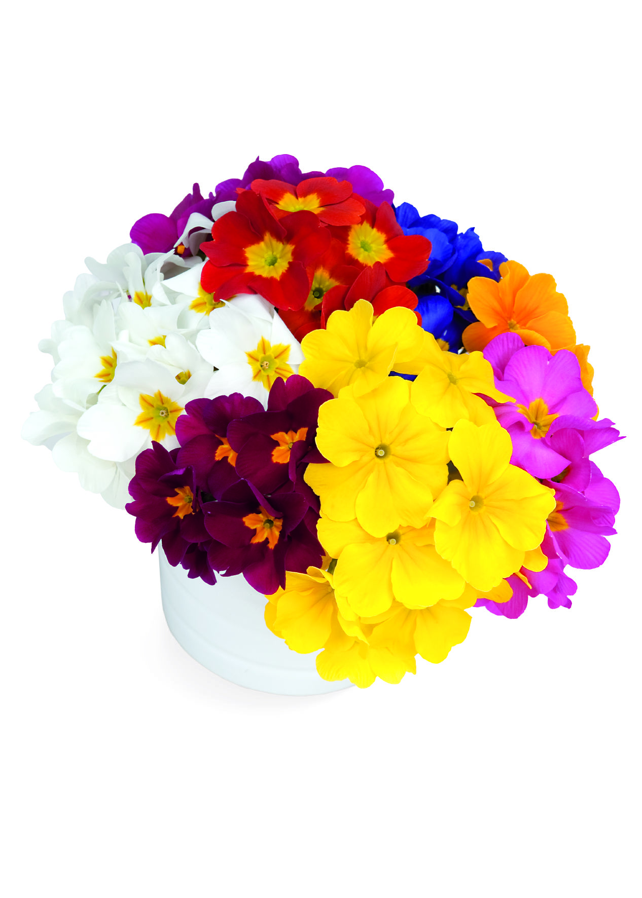 Primula elatior F1 Crescendo Mischung