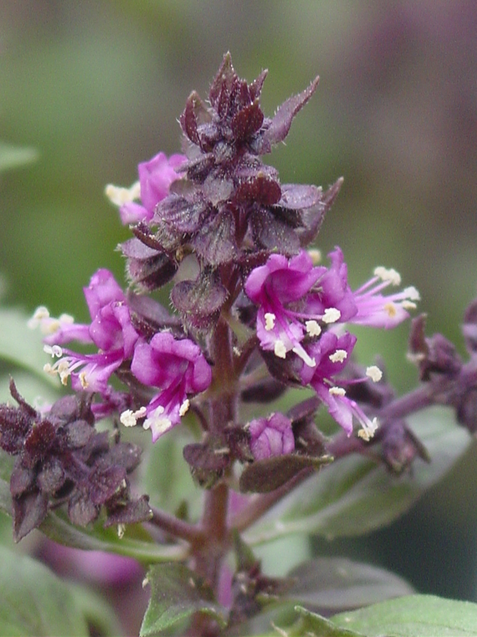 Ocimum basilicum Red Arrow (P)