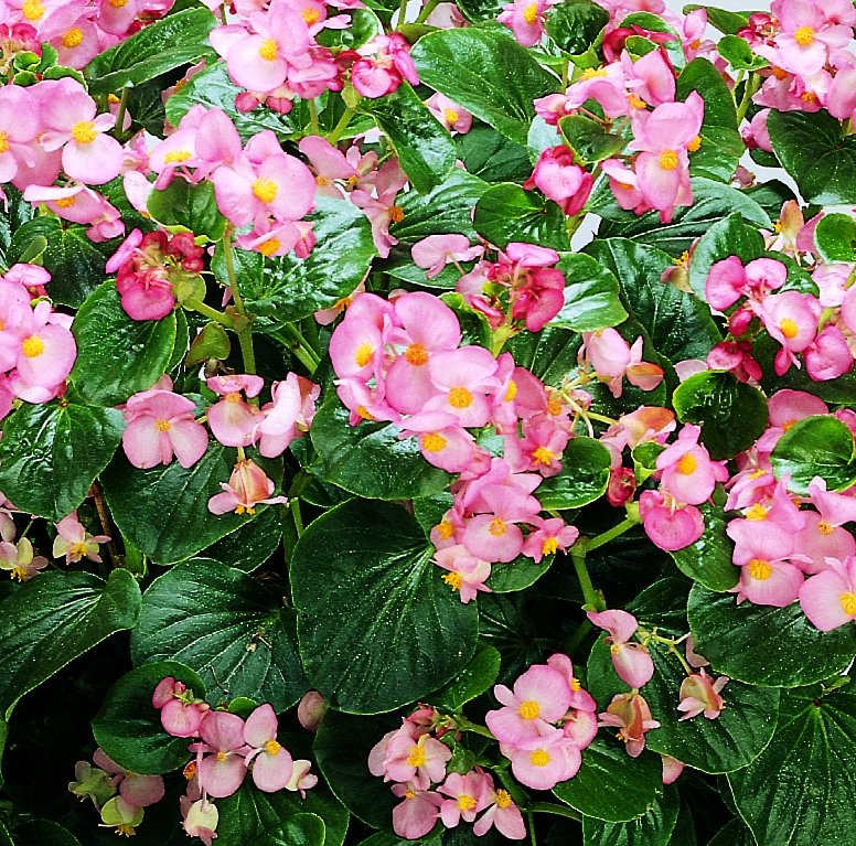 Begonia semperflorens F1 Inferno Pink, hellrosa