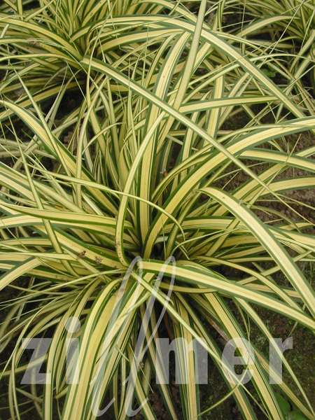 Carex hachijoensis Evergold