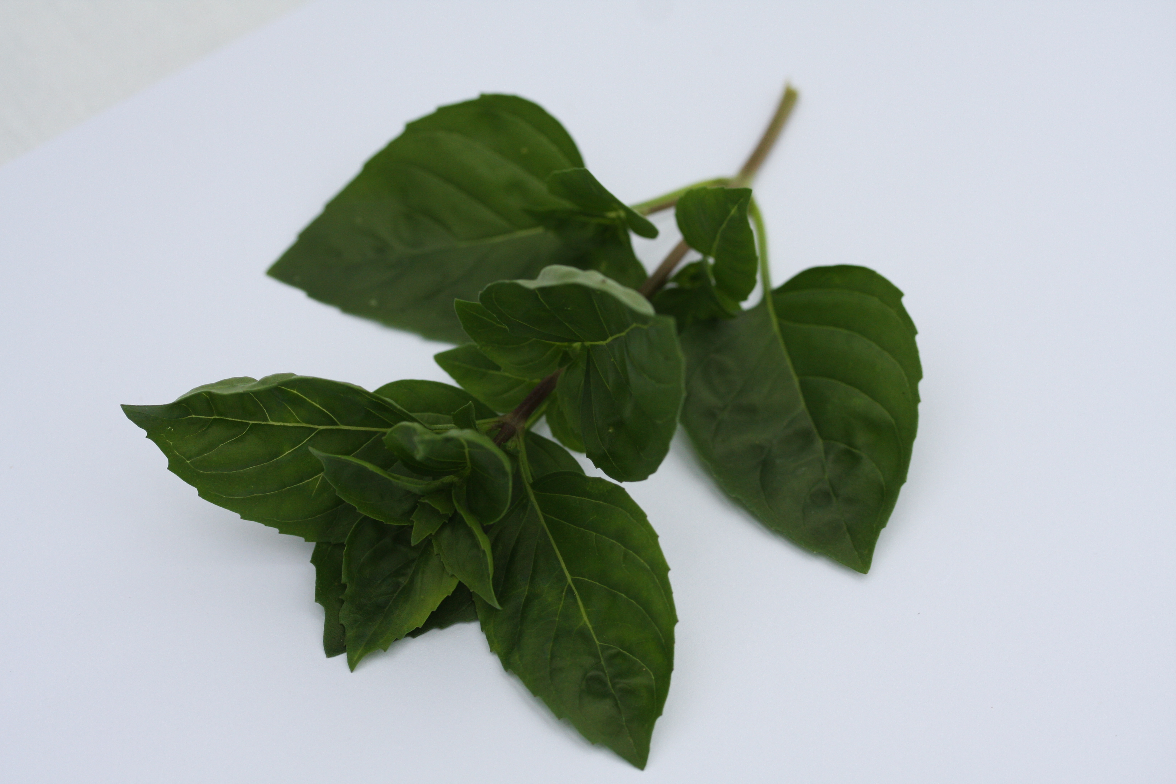 Ocimum basilicum Ajaka (P)