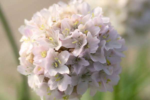Armeria maritima Laucheana splendis Morning Star White