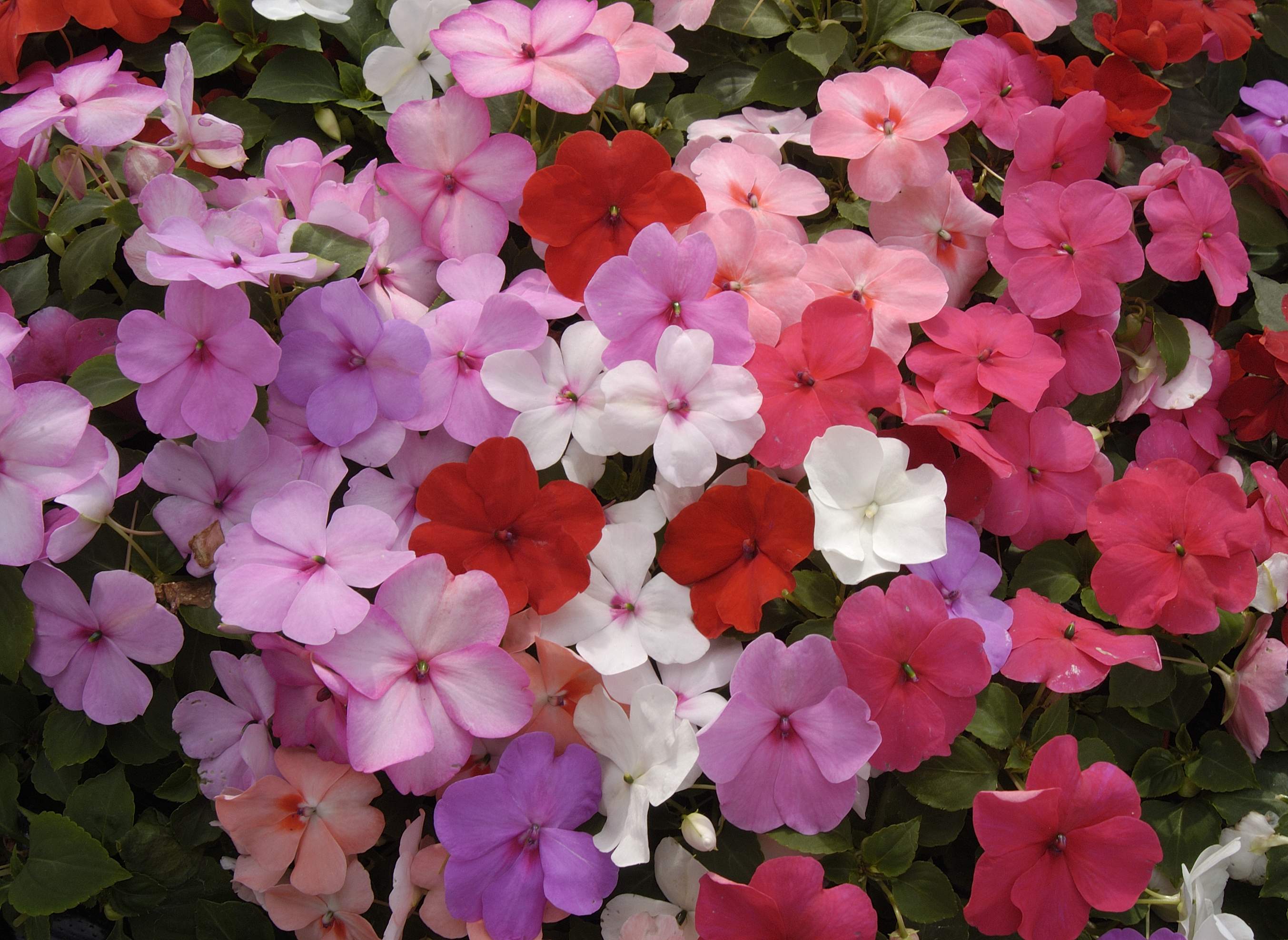 Impatiens walleriana F1 Balance Mix