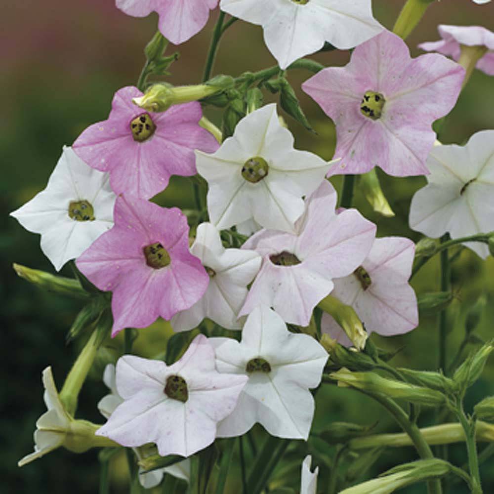 Nicotiana x sanderae Marshmallow