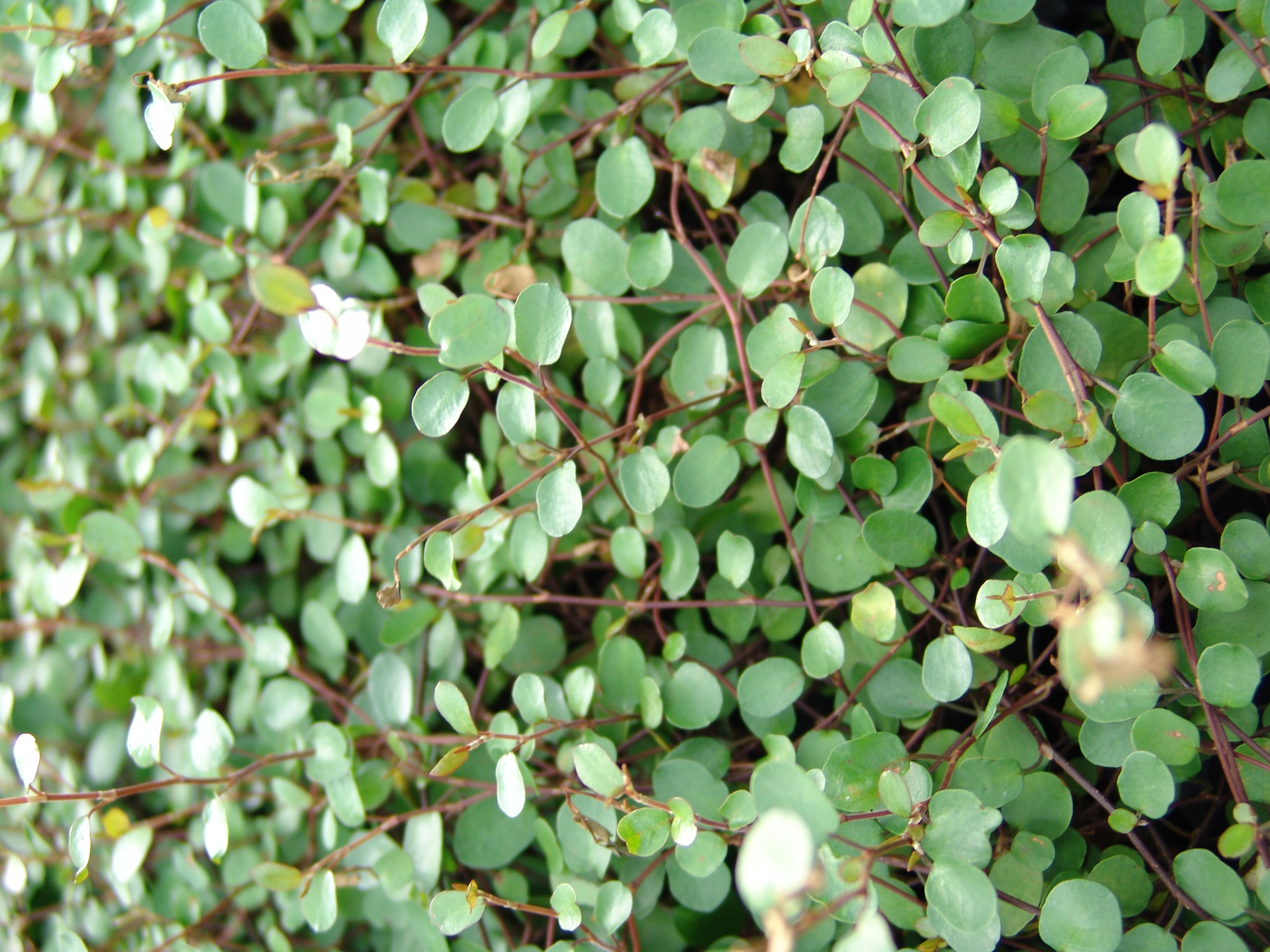 Muehlenbeckia Complexa MIDI