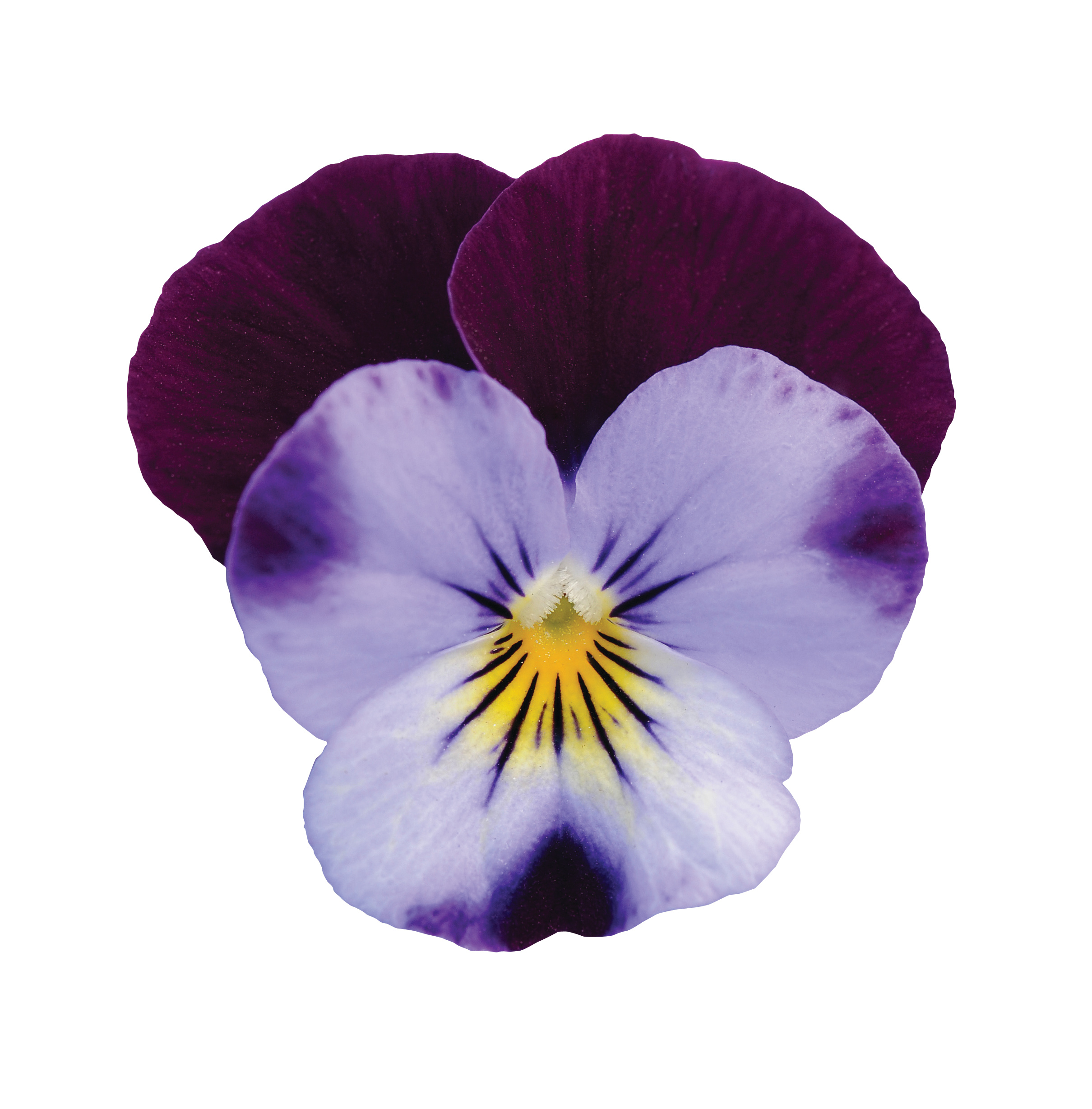 Viola cornuta F1 Penny Denim Jump Up