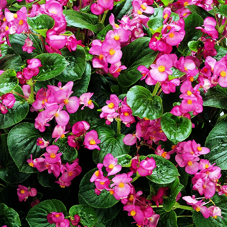 Begonia semperflorens F1 Inferno, Rosa