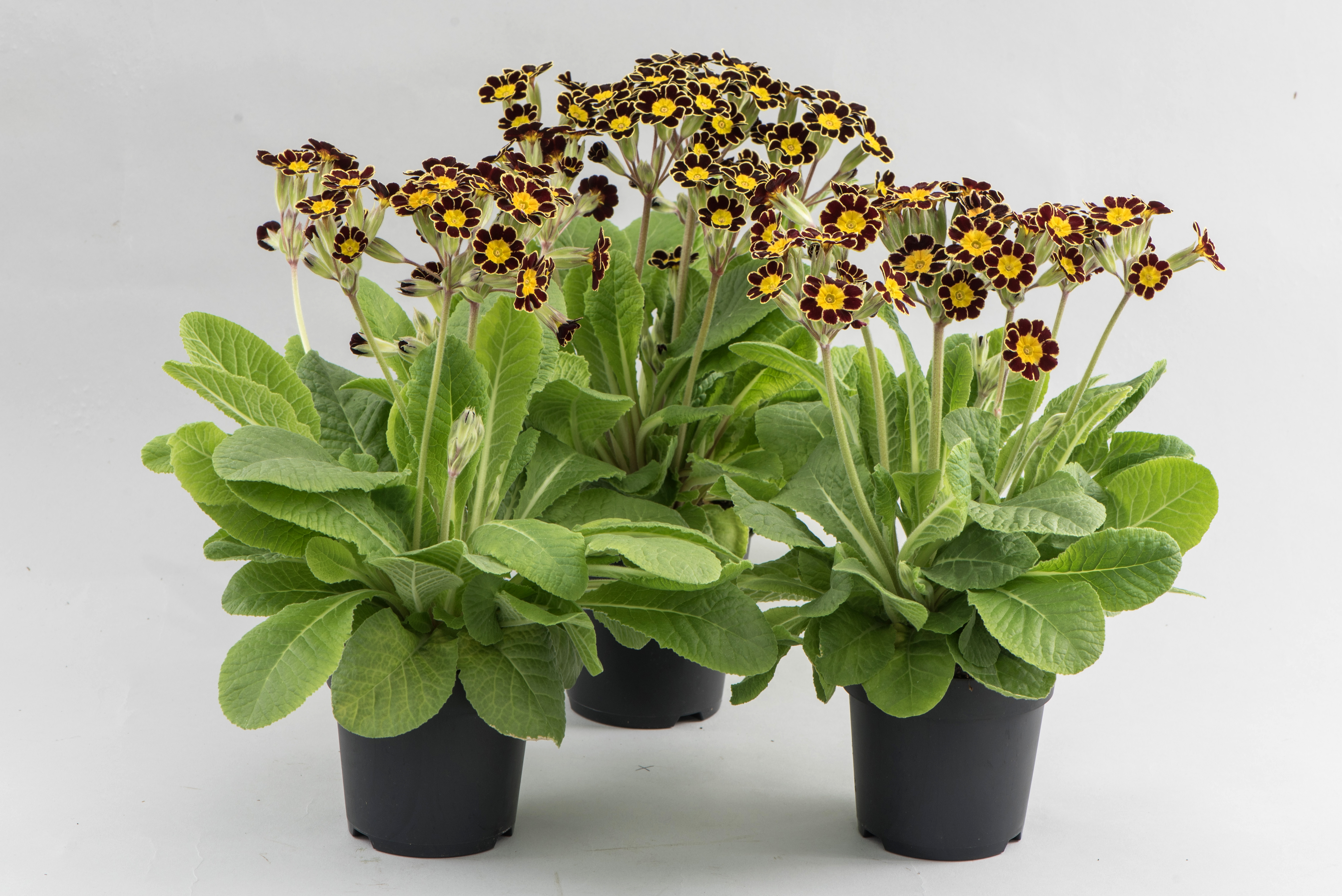 Primula polyantha Victoriana Mocca (spät)