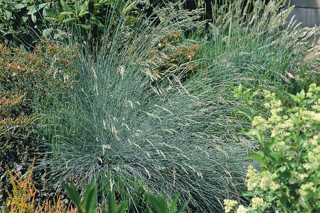 Festuca glauca Freddy
