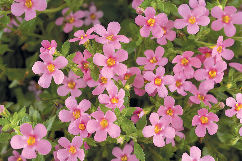 Bacopa Gulliver Pink
