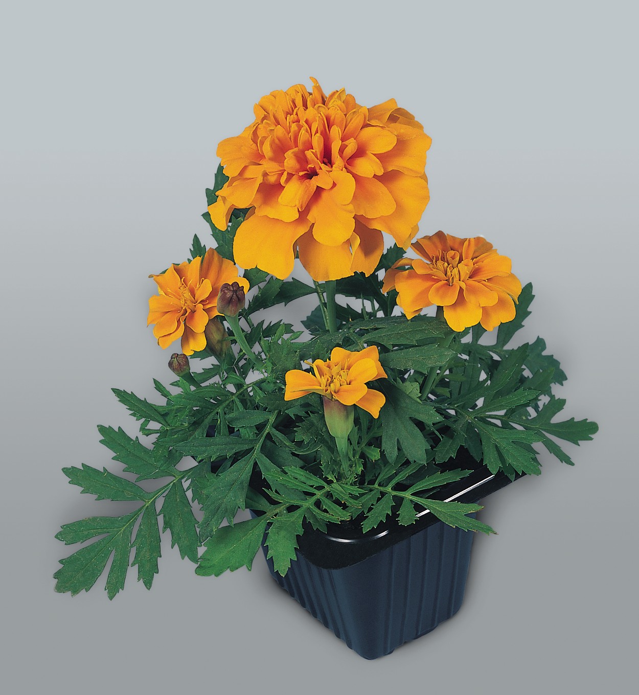 Tagetes patula Super Hero Orange